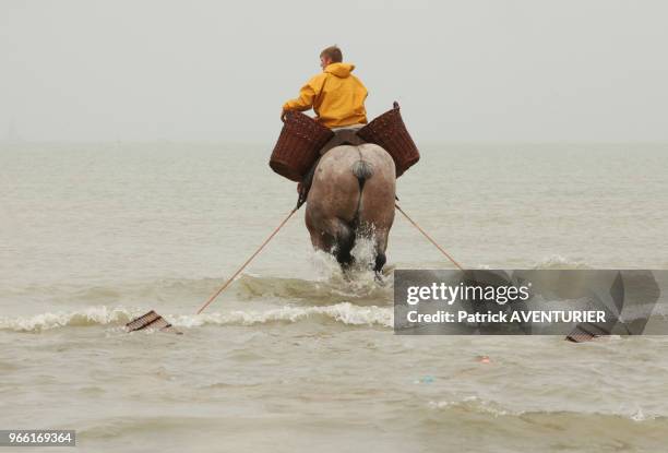 Pêcheurs à cheval. Classé en 2013 par l'UNESCO patrimoine culturel, la tradition de la pêche de la crevette à cheval date de plus de 500 ans, le 28...