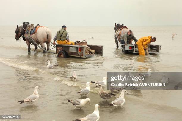 Pêcheurs à cheval. Classé en 2013 par l'UNESCO patrimoine culturel, la tradition de la pêche de la crevette à cheval date de plus de 500 ans, le 28...