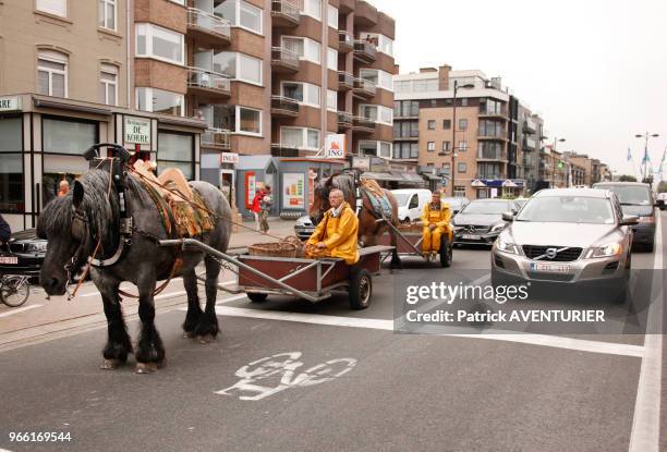 Les pêcheurs traversent la ville pour aller à la plage. Classé en 2013 par l'UNESCO patrimoine culturel, la tradition de la pêche de la crevette à...