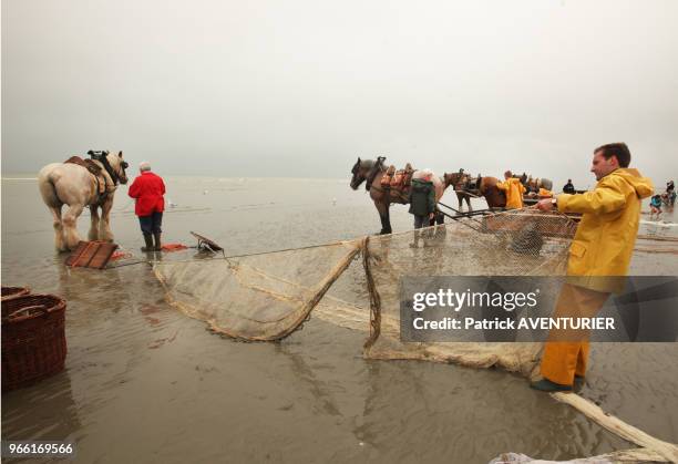 Pêcheurs à cheval. Classé en 2013 par l'UNESCO patrimoine culturel, la tradition de la pêche de la crevette à cheval date de plus de 500 ans, le 28...