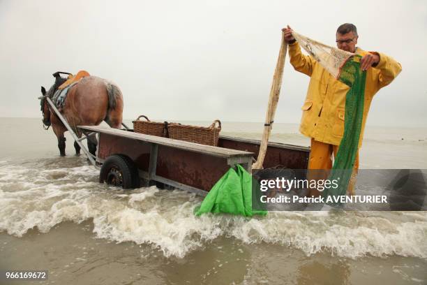 Pêcheurs à cheval. Classé en 2013 par l'UNESCO patrimoine culturel, la tradition de la pêche de la crevette à cheval date de plus de 500 ans, le 28...