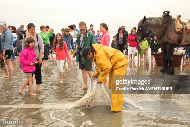 Classé en 2013 par l'UNESCO patrimoine culturel, la tradition de la pêche de la crevette à cheval date de plus de 500 ans, le 28 Juillet 2015,...