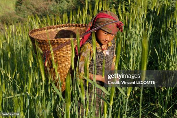 Enfant népalaise de la communauté Tamang travaillant aux champs dans le village de Thuman, au Népal, le 23 avril 2012 .