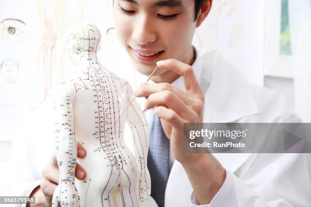 acupuncturist applying needles on acupuncture model - anatomista fotografías e imágenes de stock
