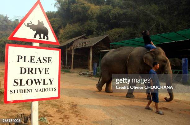 Touristes etrangers participant a une activite pour apprendre les bases du metier de Mahout au sein d' Anantara Elephant Camp resort en plein...