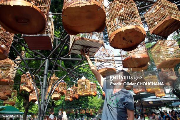 Des propriétaires d'oiseaux viennent suspendre leurs cages à oiseaux dans un café du parc de Tao dan pour écouter leurs oiseaux chanter tout en...