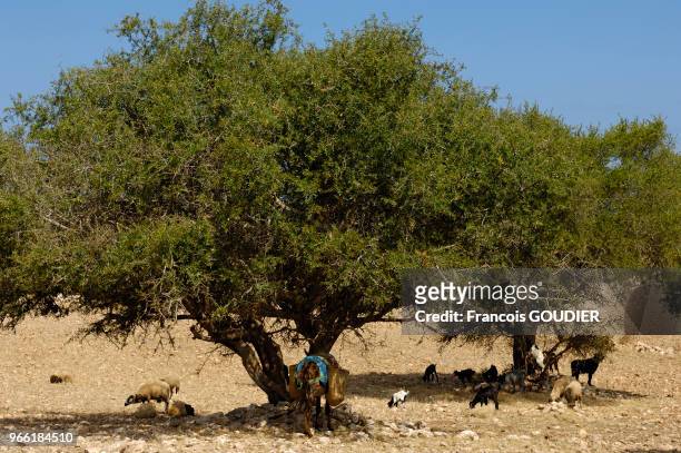 Arganiers avec un troupeau de moutons et de chèvres dans les environs de Essaouira en juin 2006, Maroc.