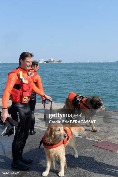 Chien de sauvetage de race Terre-neuve et un chien labrador retriever avec son maitre utilisé pour sauver des personnes de la noyade en mer, 30 mai...