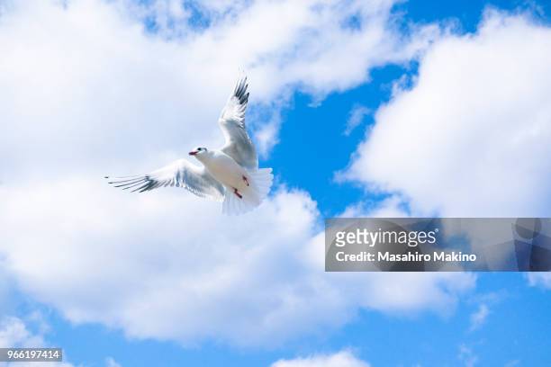 flying gull - kokmeeuw stockfoto's en -beelden