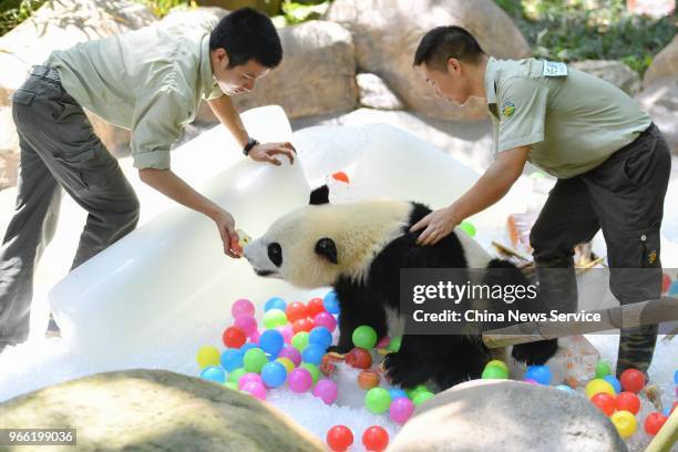 Giant panda Qin Qin eats a block of ice containing frozen fruit to cool off the heat at Guangzhou Chimelong Safari Park on May 28, 2018 in Guangzhou,...