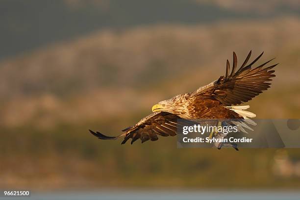 white-tailed eagle. - flatanger stock pictures, royalty-free photos & images