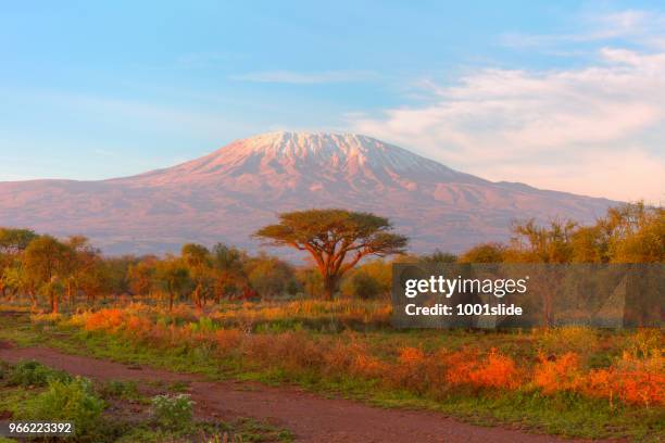 mount kilimanjaro with acacia - high dynamic range imaging - mt kilimanjaro stock pictures, royalty-free photos & images