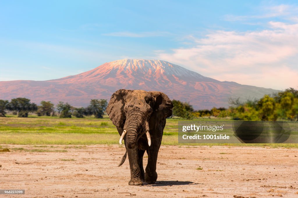 Gigante elefante pastando en Amboseli con Kilimanjaro