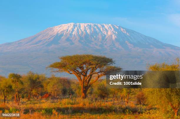 le kilimandjaro avec acacia - high dynamic range imaging - kenya photos et images de collection