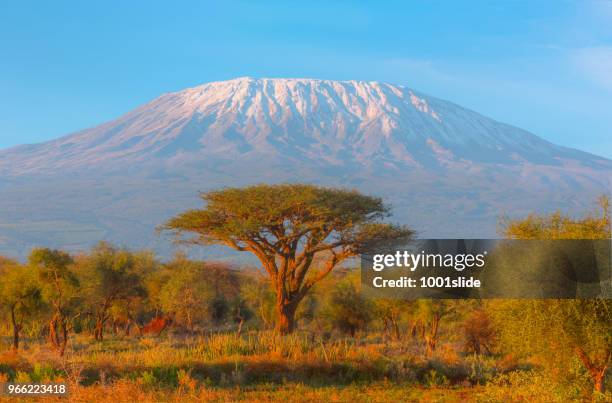 mount kilimanjaro with acacia - high dynamic range imaging - mt kilimanjaro stock pictures, royalty-free photos & images