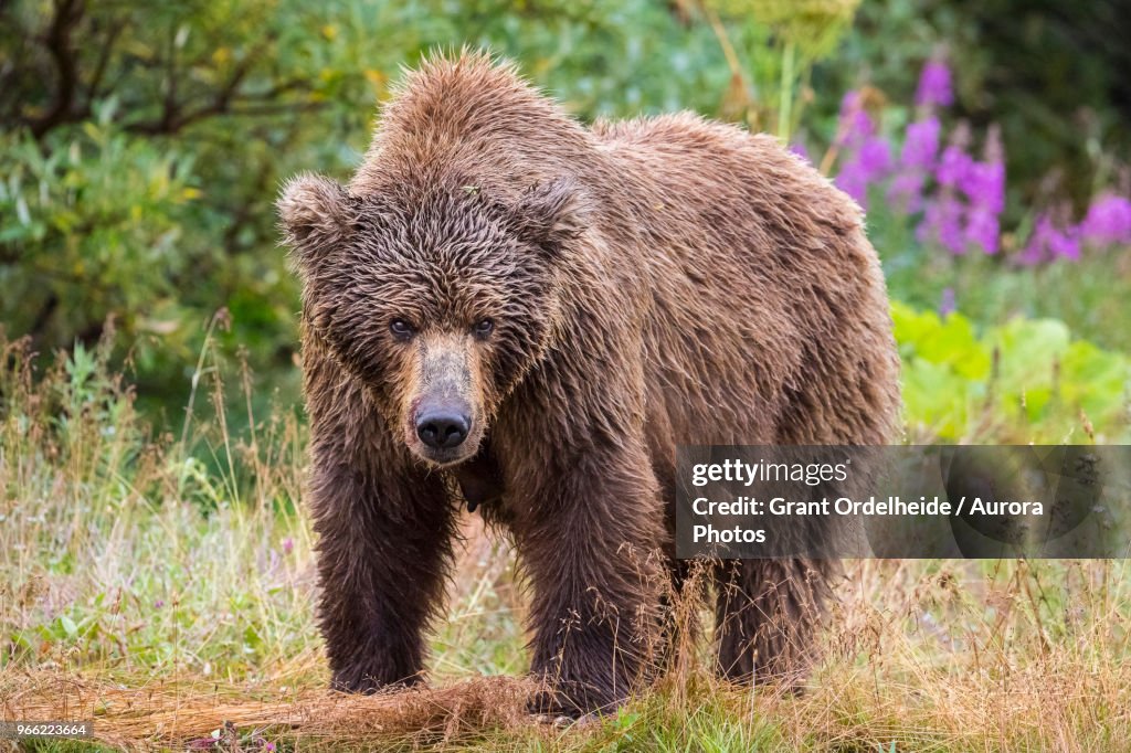 Female Alaska Peninsula brown bear (Ursus arctos horribilis) in Katmai National Park and Preserve, Alaska, USA