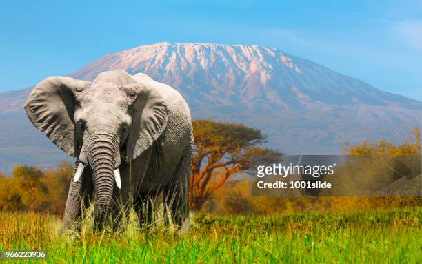 riesiger elefant beweidung im amboseli mit dem kilimanjaro - amboseli nationalpark stock-fotos und bilder