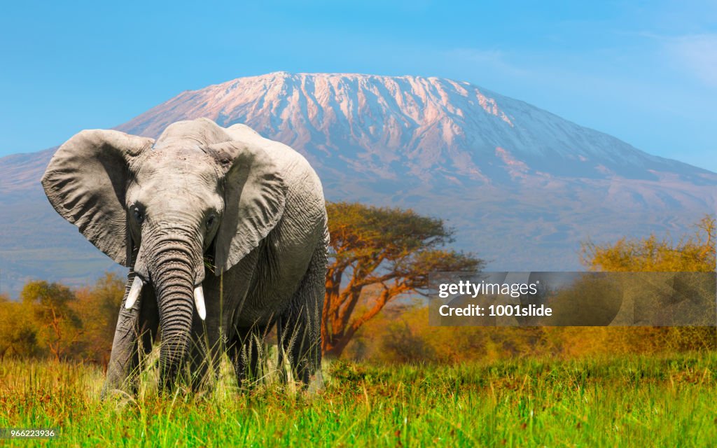 Giant Elephant grazing at Amboseli with Kilimanjaro