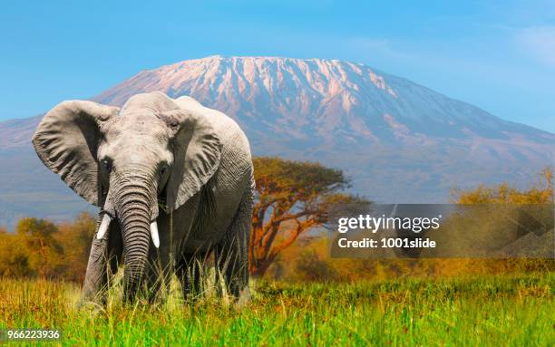 elefante gigante pastando no amboseli com kilimanjaro - parque-nacional-de-amboseli - fotografias e filmes do acervo