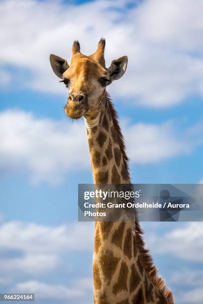 headshot of giraffe, sabi sands game reserve, mpumalanga, south africa - girafe photos et images de collection