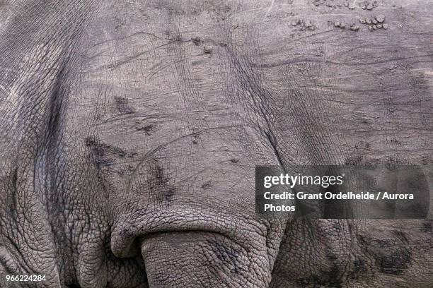 close up of skin of white rhinoceros (ceratotherium simum) - rhino stock-fotos und bilder