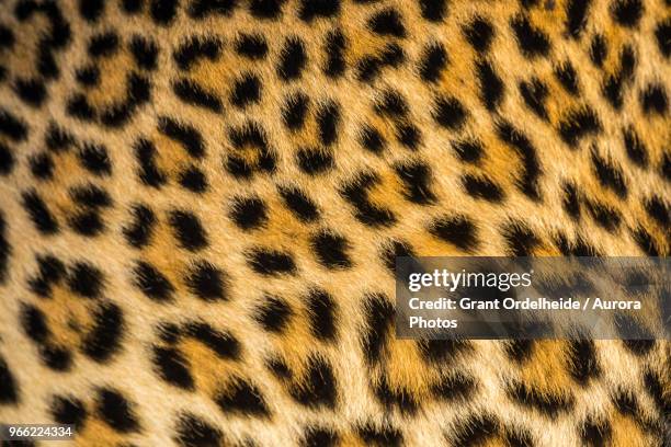close up of leopards (panthera pardus) fur - animal markings photos et images de collection
