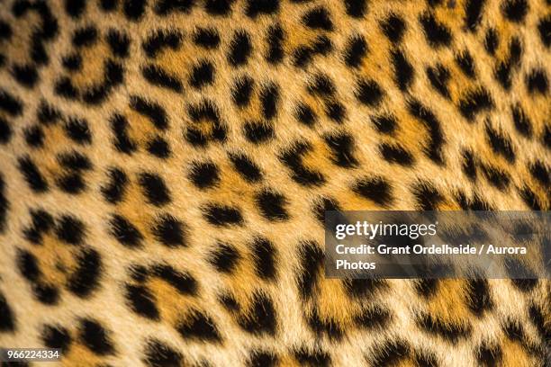 close up of leopards (panthera pardus) fur - africa pattern stock pictures, royalty-free photos & images