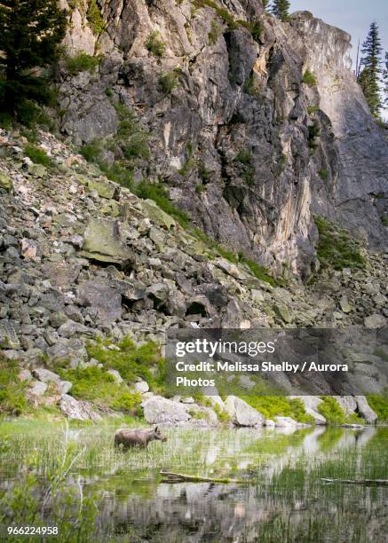 female shiras moose (alces alces) standing below rocky cliffs and grazing in pond grass, mccall, idaho, usa - shiras stock pictures, royalty-free photos & images