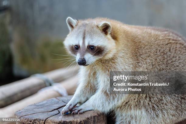 Fat Rj Racoon 17 Fat Raccoon Stock Photos, High-Res Pictures, and Images - Getty Images