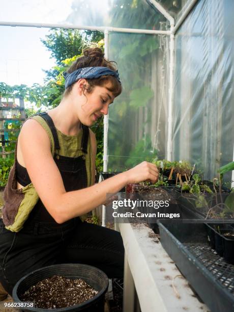 woman sowing seeds in pot at greenhouse - sow photos et images de collection