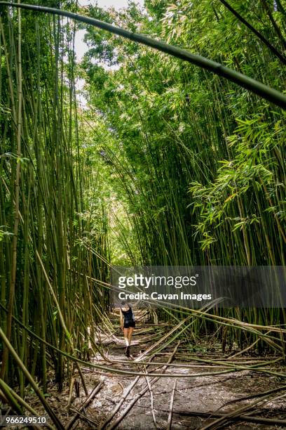 rear view of woman walking on field amidst trees in forest - bambusnår bildbanksfoton och bilder
