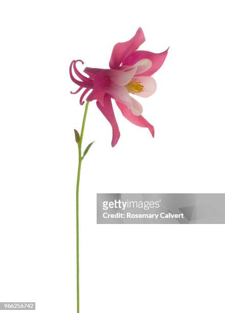 aquilegia 'summer rose & white flower on white. - columbine flower stock pictures, royalty-free photos & images