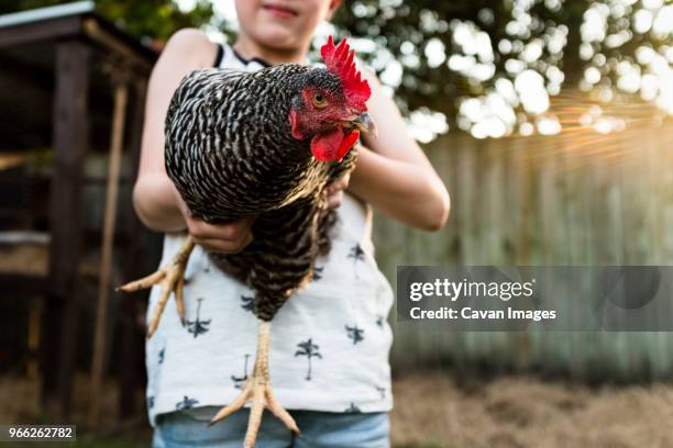 midsection of boy holding hen at farm - mid section stock pictures, royalty-free photos & images