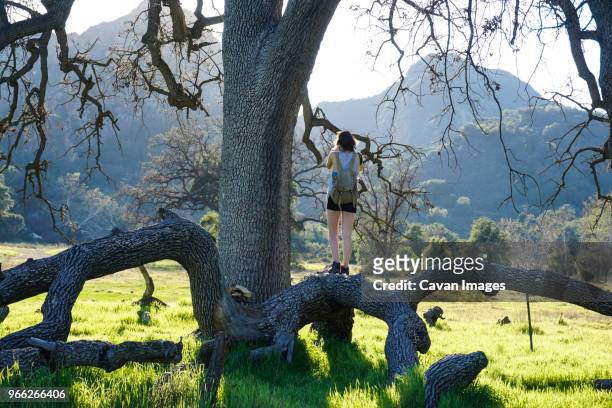 rear view of woman standing on tree trunk against mountains - montañas de santa mónica fotografías e imágenes de stock