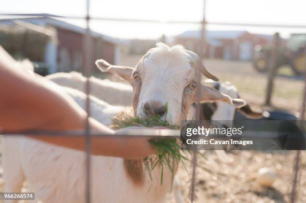 cropped hand of boy feeding grass to kid goat through fence at farm - poolesville foto e immagini stock