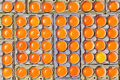 Orange yolk eggs and unique one yellow yolk egg.