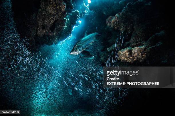 scuba diving - sea life stock pictures, royalty-free photos & images
