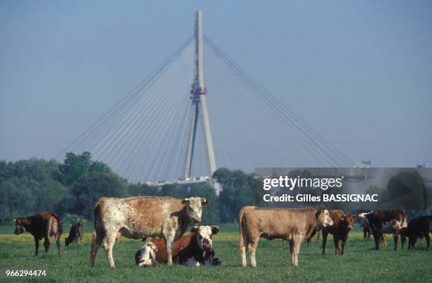 La construction du Pont de Normandie - le plus long pont a haubans du monde - entre Honfleur et le Havre vue d'un champ le 29 avril 1993 en France.
