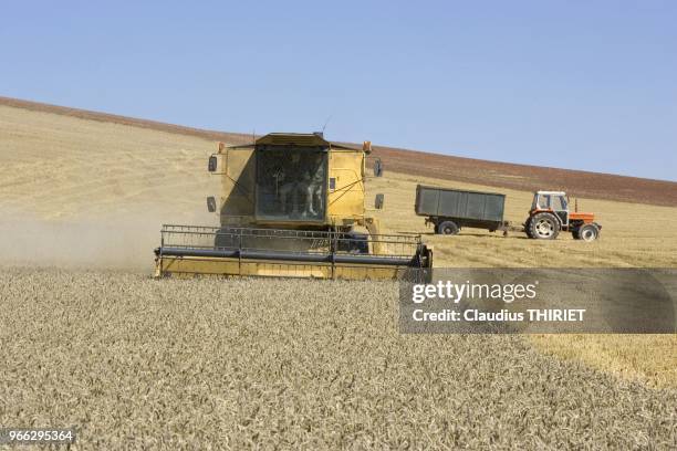 Agriculture. Champ de ble mur en cours de moisson.