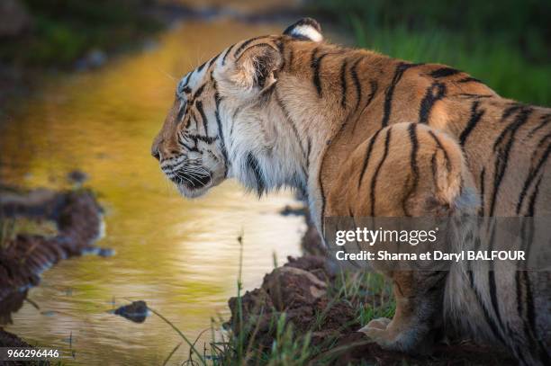 Un tigre femelle asiatique descend une piste dans le Tiger Canyon Private Game Reserve, Afrique du Sud. Expérimantion dans la conservation du tigre...