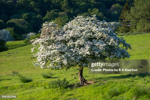 single hawthorn tree in full blossom in english countryside - hawthorns stock-fotos und bilder