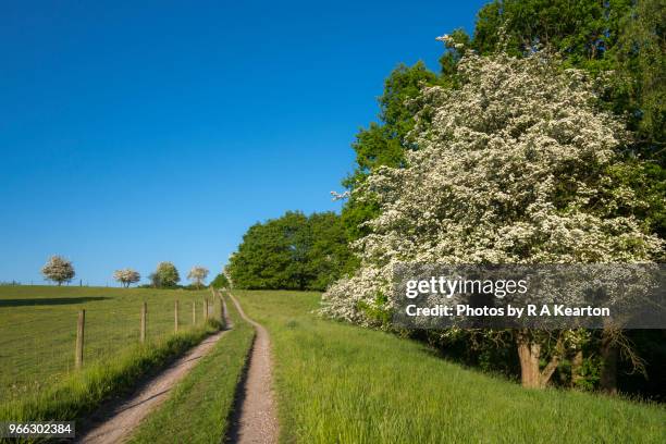 english country lane in may - hawthorn location stock pictures, royalty-free photos & images