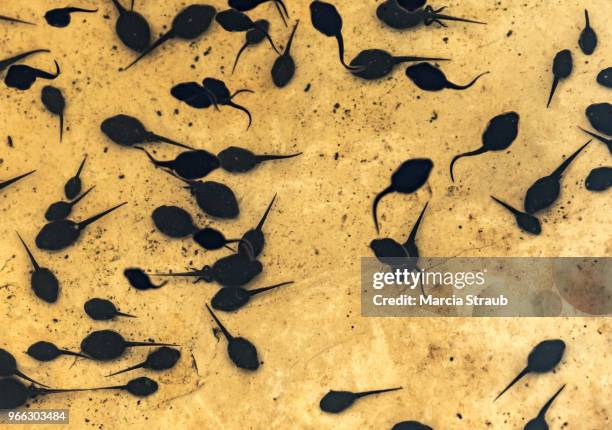 a group of tadpoles swiiming in a pond - renacuajo fotografías e imágenes de stock