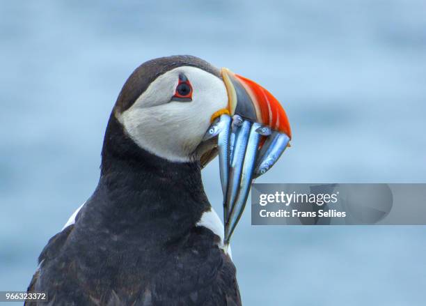 atlantic puffin on staple island, farne islands, england - european eel stock pictures, royalty-free photos & images