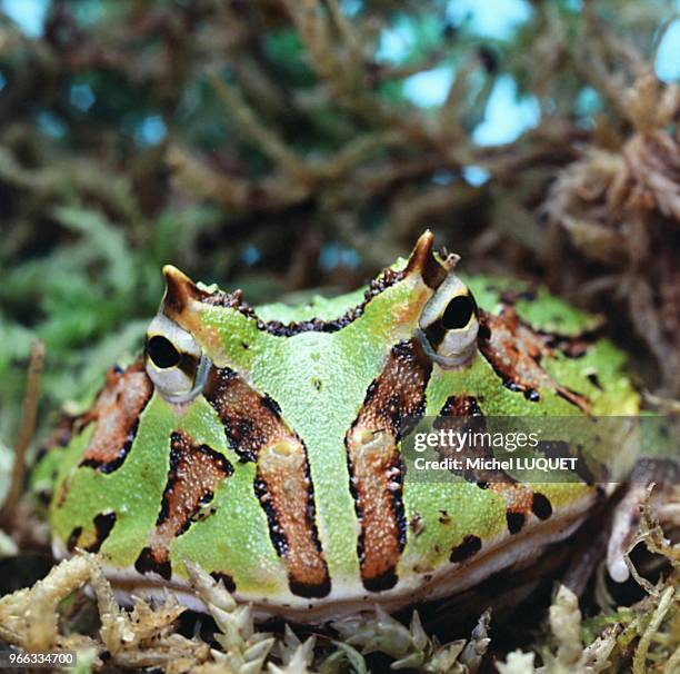 Grenouille ornee cornue hybride.