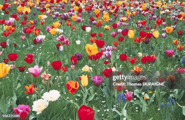 Parc Floral de Paris, France.