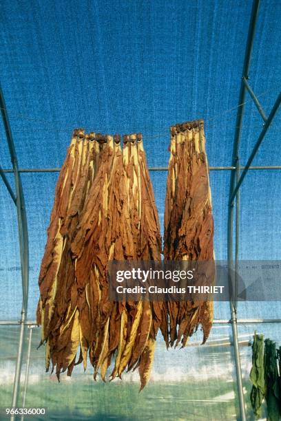 FRANCE, ALSACE, RECOLTE DE TABAC, FEUILLES.