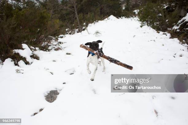perro en la nieve jugando con palo grande en la boca - boca animal stock pictures, royalty-free photos & images