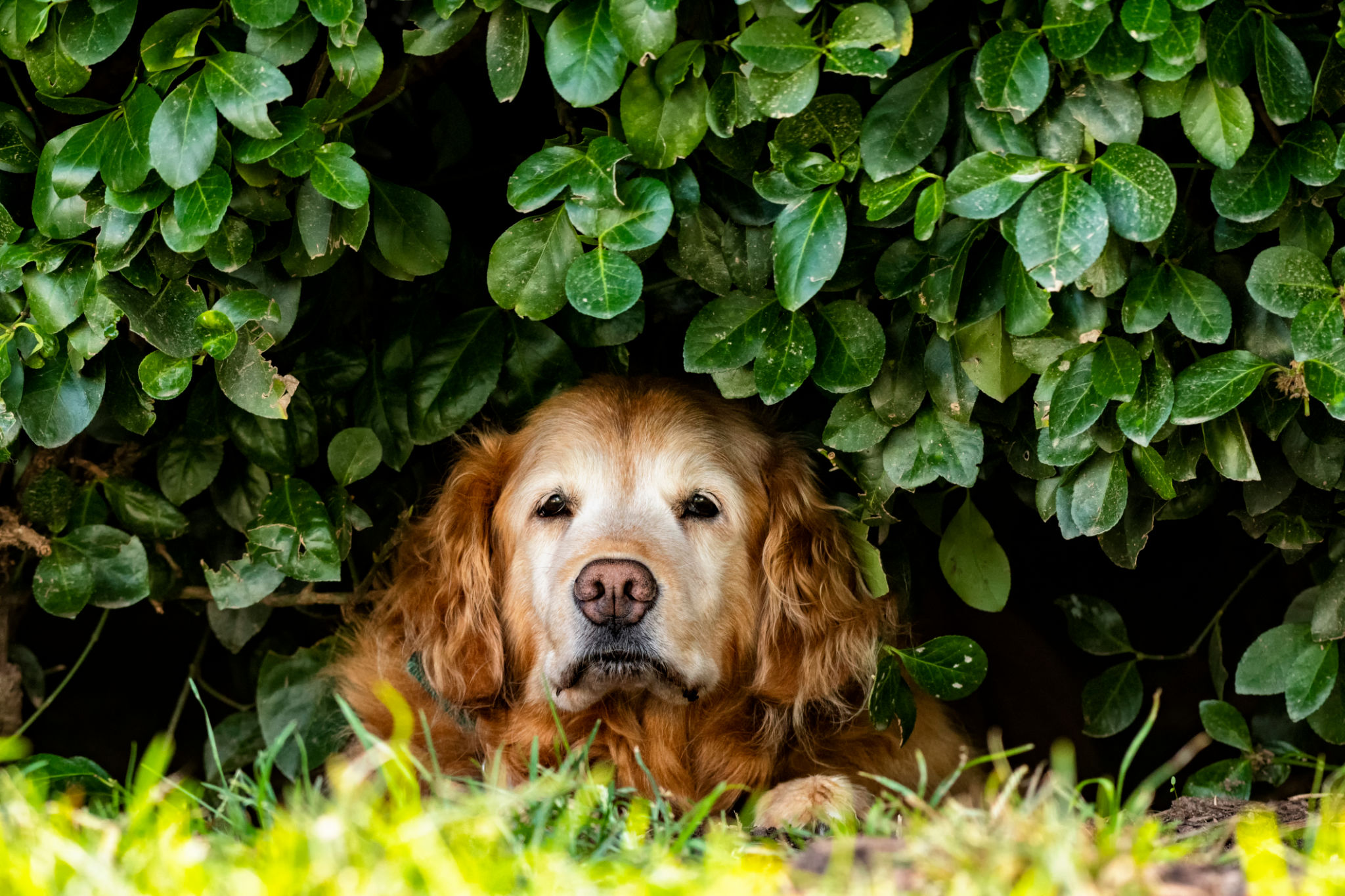 dog shade