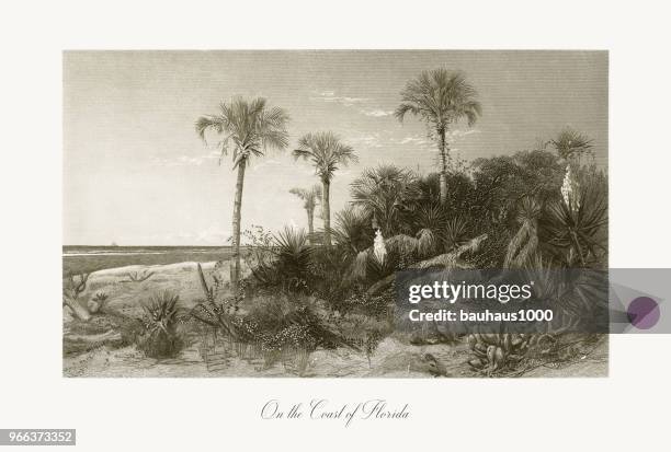 on the coast of florida, florida, united states, american victorian engraving, 1872 - lush stock illustrations